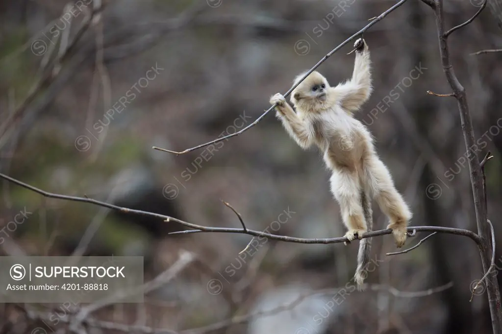 Golden Snub-nosed Monkey (Rhinopithecus roxellana) juvenile climbing in tree, Qinling Mountains, China