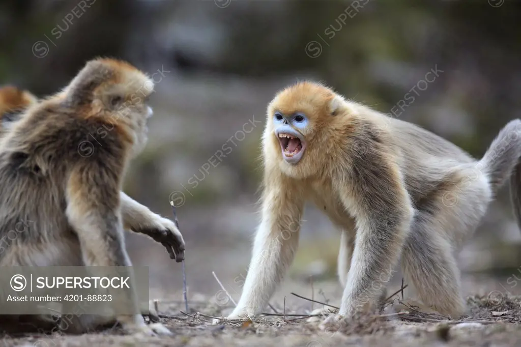 Golden Snub-nosed Monkey (Rhinopithecus roxellana) juveniles play-fighting, Qinling Mountains, China