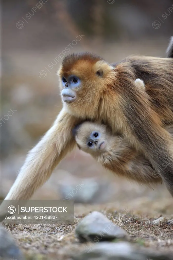 Golden Snub-nosed Monkey (Rhinopithecus roxellana) female and young, Qinling Mountains, China