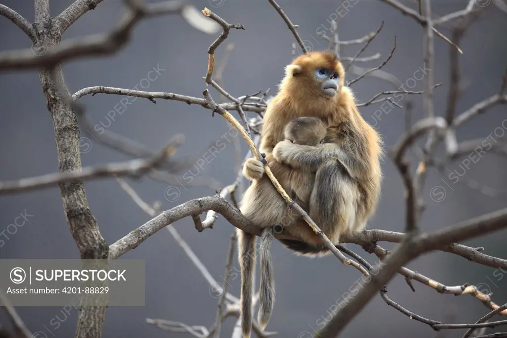 Golden Snub-nosed Monkey (Rhinopithecus roxellana) female and young eating bark, Qinling Mountains, China