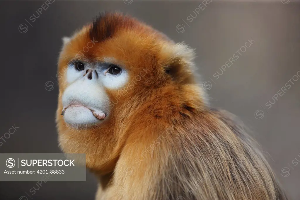 Golden Snub-nosed Monkey (Rhinopithecus roxellana) male, Qinling Mountains, China