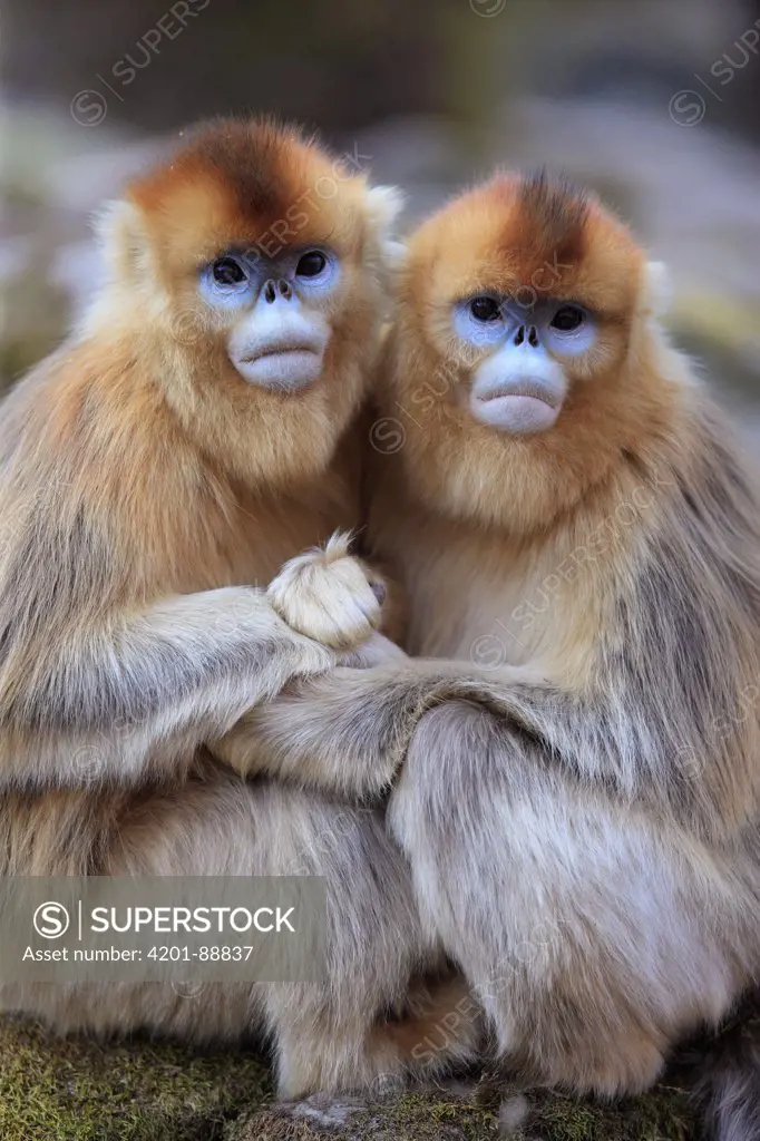 Golden Snub-nosed Monkey (Rhinopithecus roxellana) females huddled up against each other to keep warm, Qinling Mountains, China