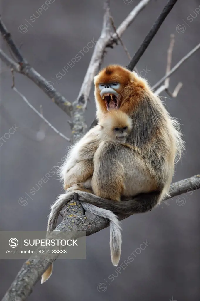 Golden Snub-nosed Monkey (Rhinopithecus roxellana) male yawning and juvenile, Qinling Mountains, China