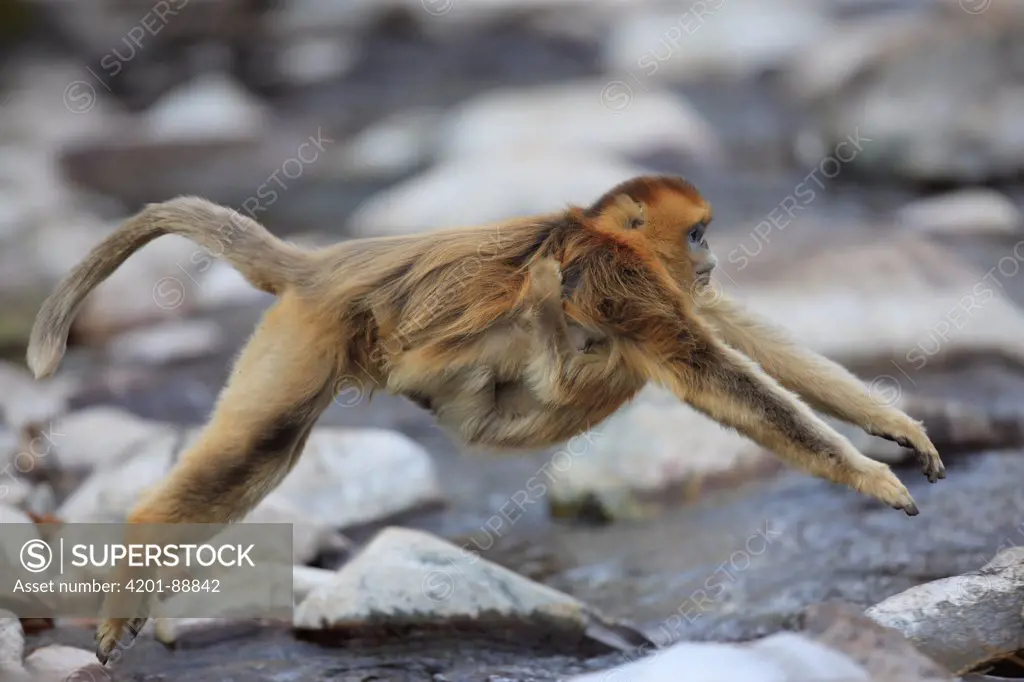 Golden Snub-nosed Monkey (Rhinopithecus roxellana) female with young jumping across stream, Qinling Mountains, China