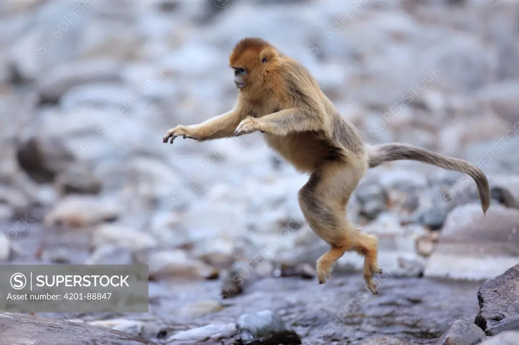 Golden Snub-nosed Monkey (Rhinopithecus roxellana) female jumping across stream, Qinling Mountains, China