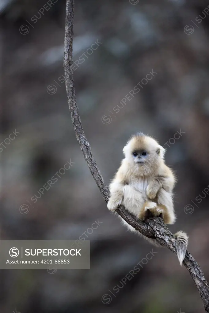Golden Snub-nosed Monkey (Rhinopithecus roxellana) young, Qinling Mountains, China