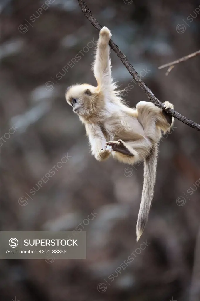 Golden Snub-nosed Monkey (Rhinopithecus roxellana) young hanging, Qinling Mountains, China