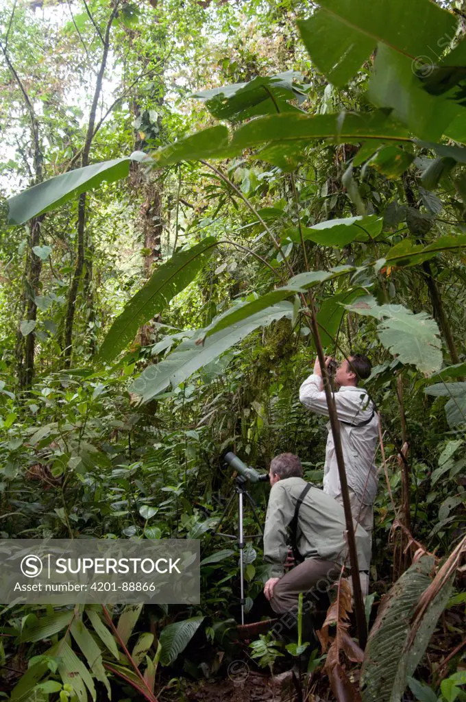 Birdwatchers in lowland tropical rainforest, Ecuador
