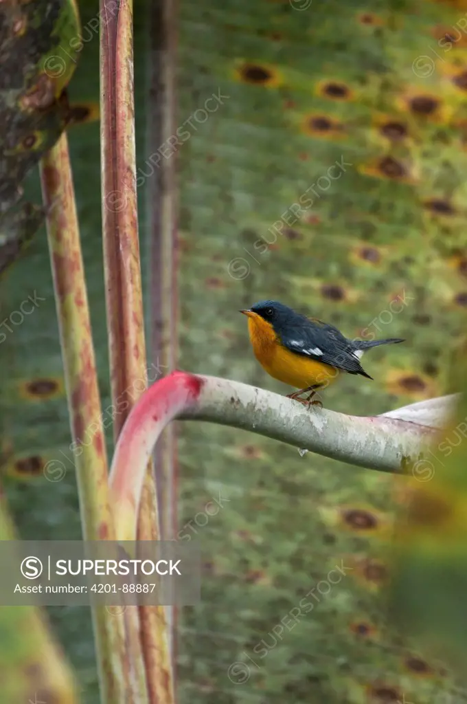 Tropical Parula (Parula pitiayumi), Ecuador