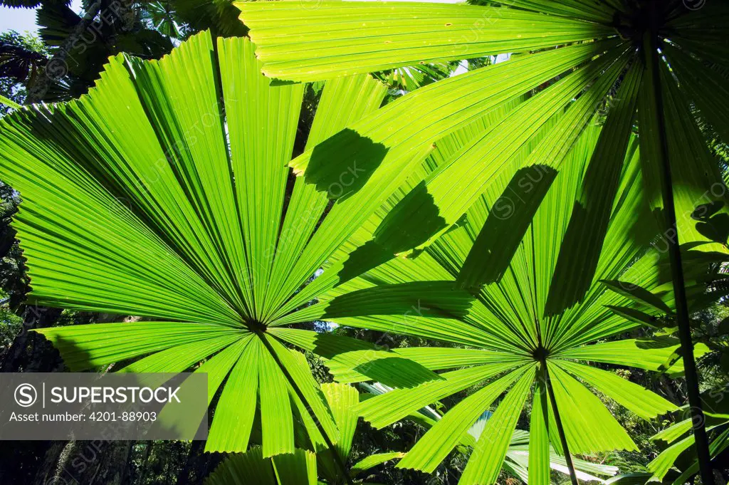 Licuala Fan Palm (Licuala ramsayi) leaves, Licuala State Forest, Mission Beach, Queensland, Australia