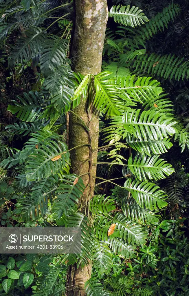 Centipede Tongavine (Scindapsus pinnatus) growing up tree trunk, Wooroonooran National Park, Atherton Tableland, Queensland, Australia
