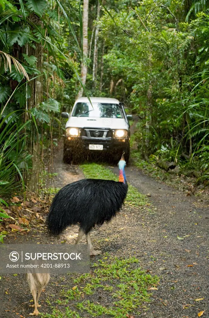 Southern Cassowary (Casuarius casuarius) male with chick on busy road, Atherton Tableland, Queensland, Australia