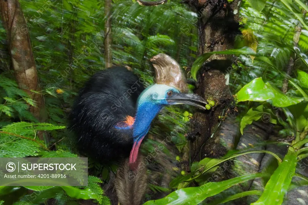 Southern Cassowary (Casuarius casuarius) male with chick in forest eating berries, Atherton Tableland, Queensland, Australia