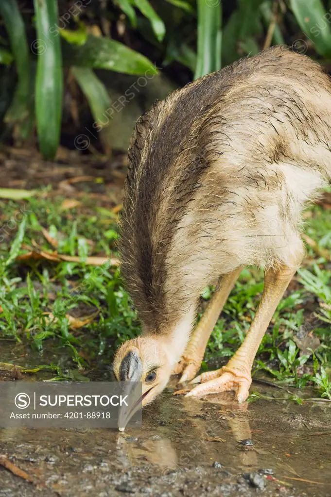 Southern Cassowary (Casuarius casuarius) chick drinking, Atherton Tableland, Queensland, Australia