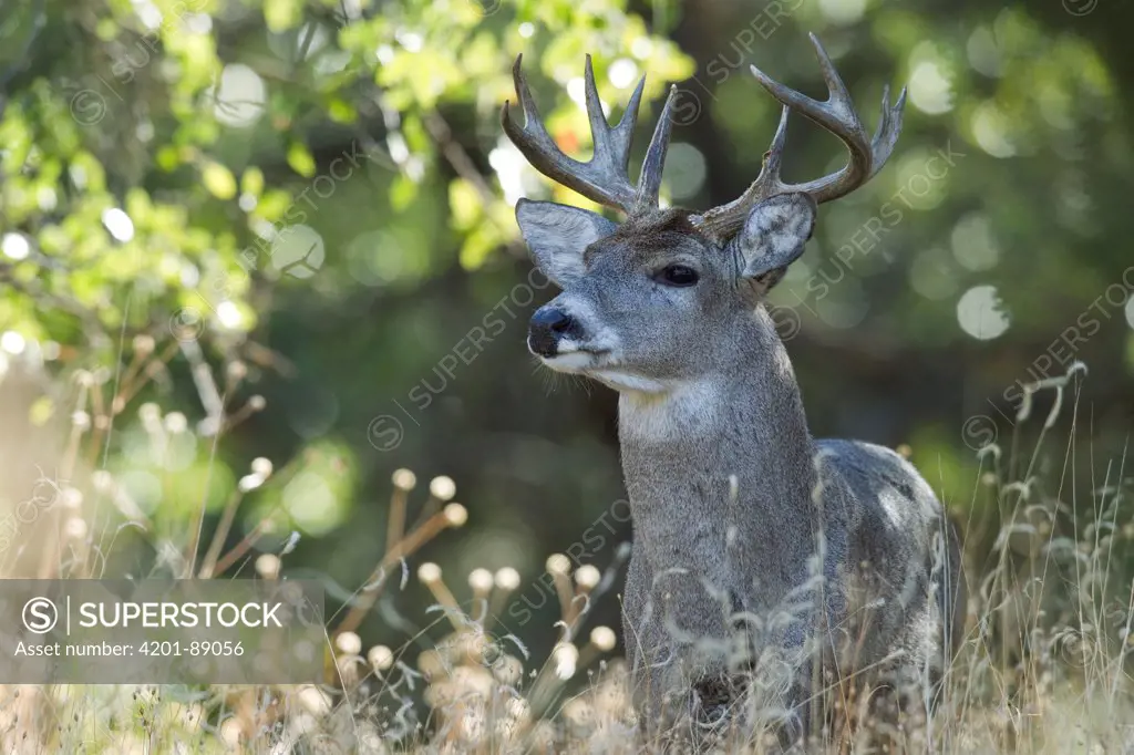 Coue's Deer (Odocoileus virginianus couesi) buck, southern Arizona