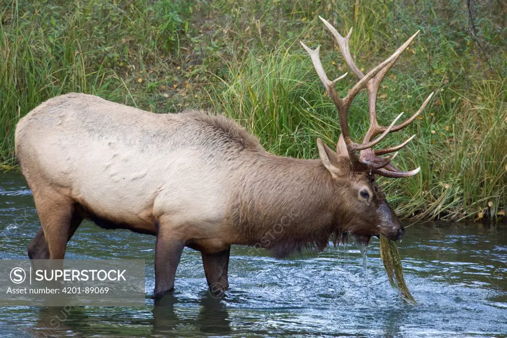 American Elk (Cervus elaphus nelsoni) bull feeding on aquatic plants, western Montana