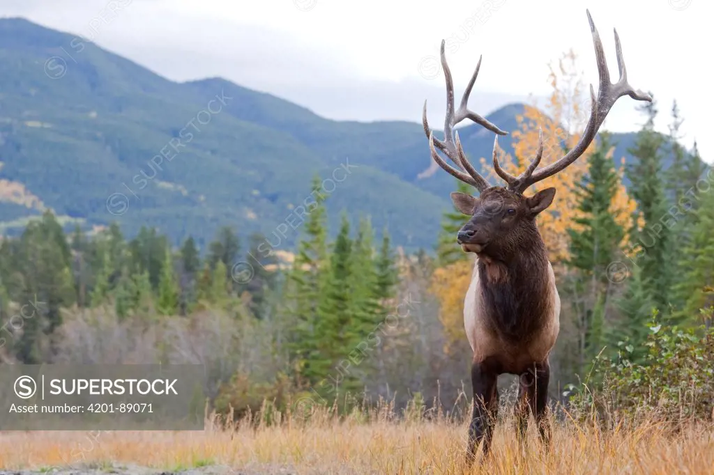 American Elk (Cervus elaphus nelsoni) bull, western Alberta, Canada