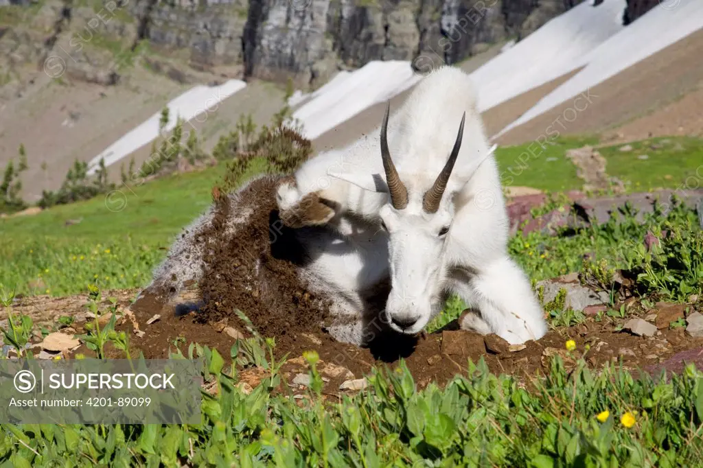 Mountain Goat (Oreamnos americanus) dust bathing in alpine meadow, Glacier National Park, Montana