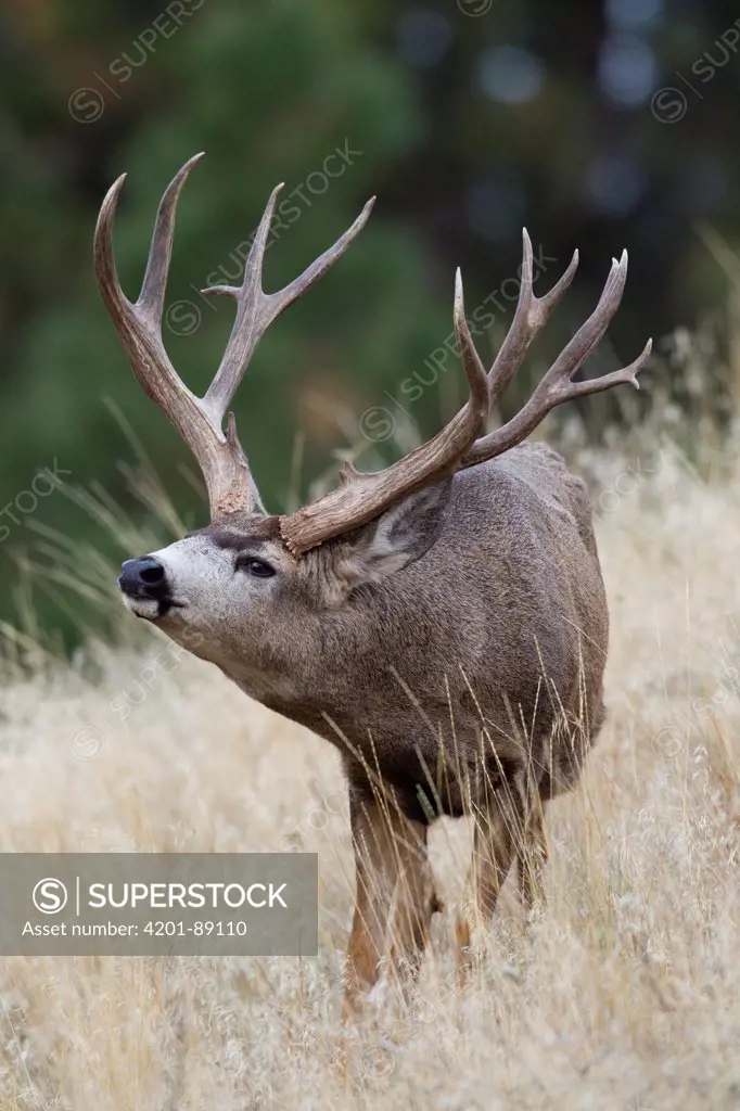 Mule Deer (Odocoileus hemionus) buck displaying, western Montana