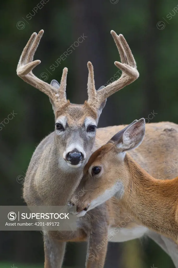 White-tailed Deer (Odocoileus virginianus) buck and doe, western Montana