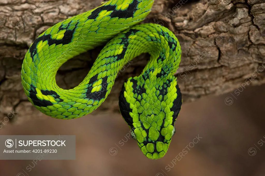 Yellow-blotched Palm Pitviper (Bothriechis aurifer), native to southern Mexico and northern Guatemala