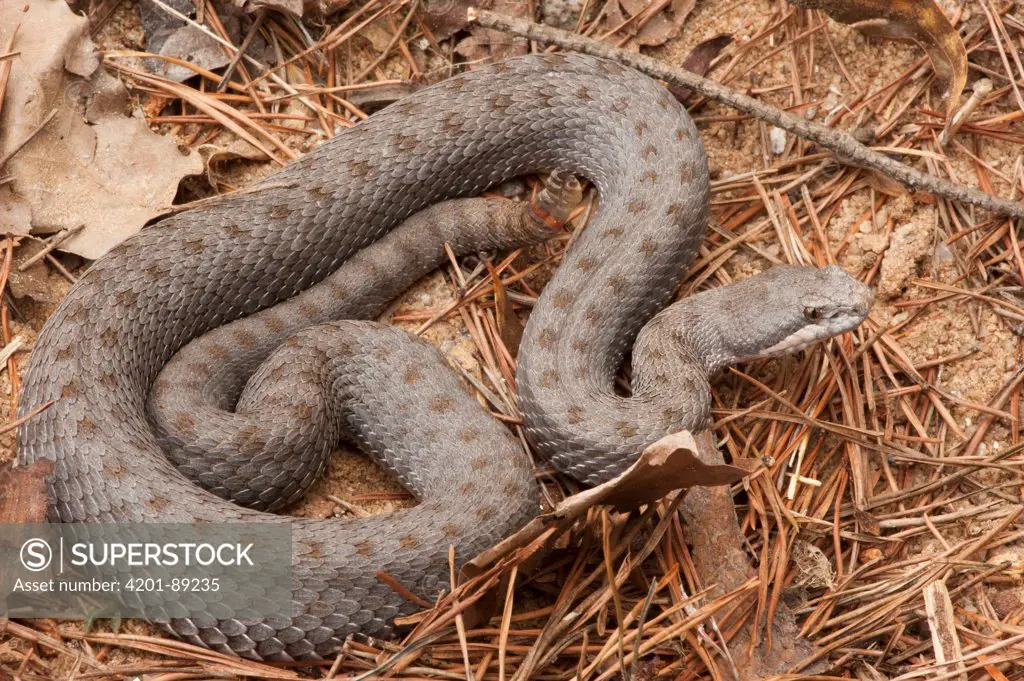 Twin-spotted Rattlesnake (Crotalus pricei) amid pine needles, native to Mexico and the United States