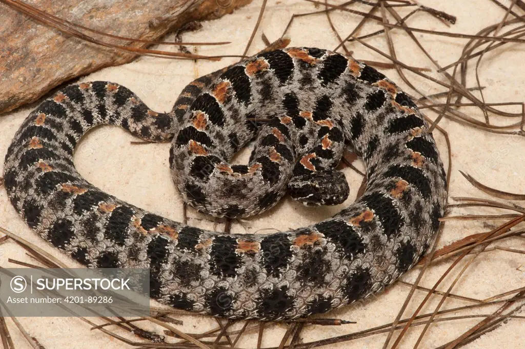 Pygmy Rattlesnake (Sistrurus miliarius), native to the United States