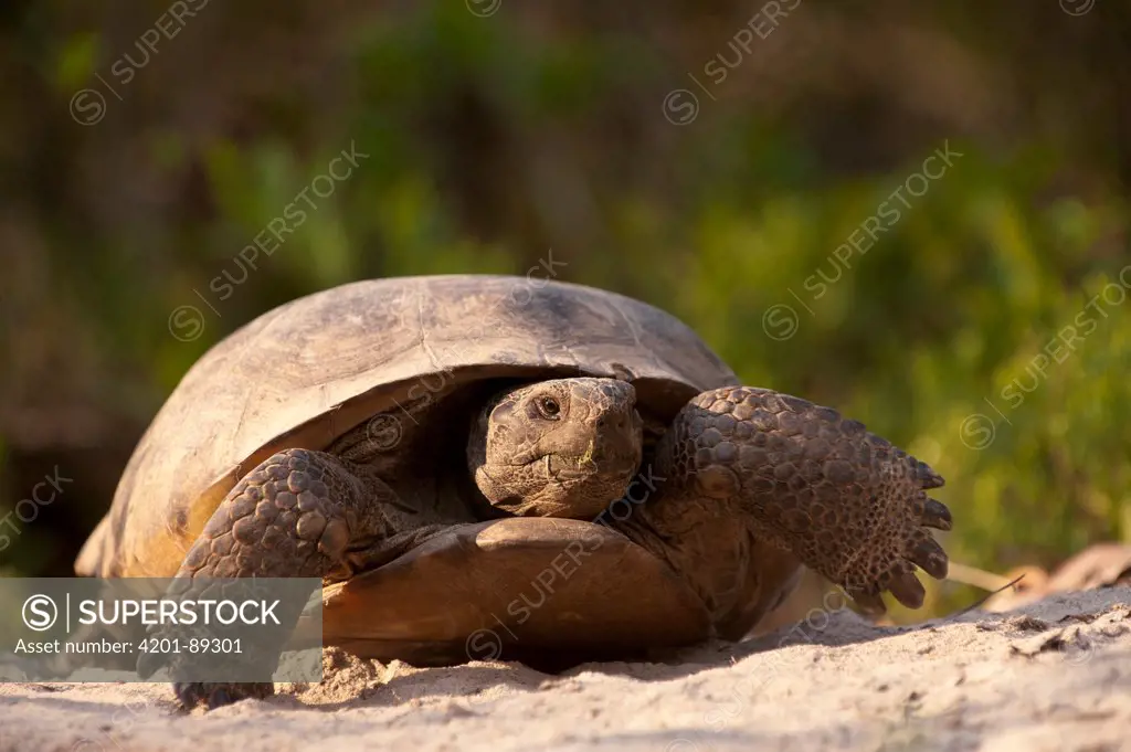 Florida Gopher Tortoise (Gopherus polyphemus) female, native to southeastern United States, Digitally Manipulated