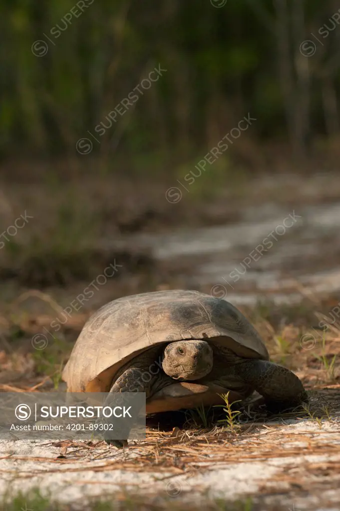 Florida Gopher Tortoise (Gopherus polyphemus) female, native to southeastern United States