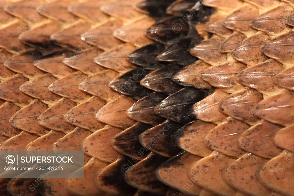 Timber Rattlesnake (Crotalus horridus) scales, native to the southeastern United States