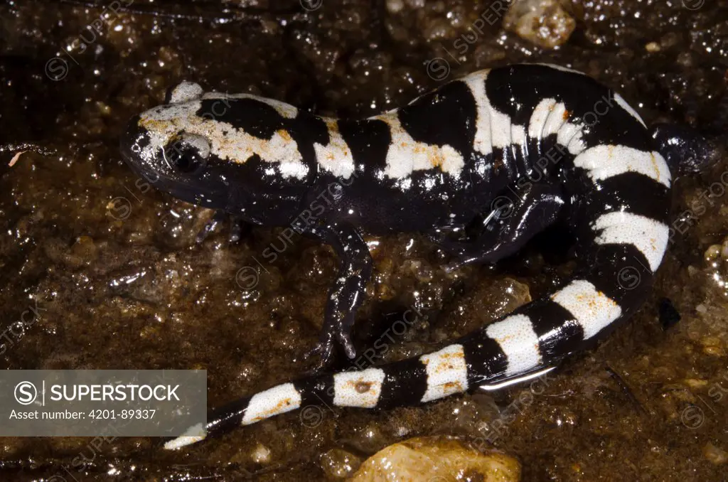 Marbled Salamander (Ambystoma opacum), native to the eastern United States