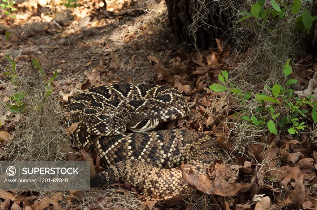 Eastern Diamondback Rattlesnake (Crotalus adamanteus) in defensive posture showing rattle, native to the southern United States