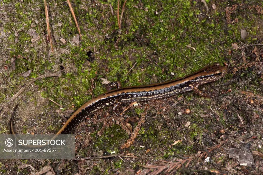 Southern Long-tailed Salamander (Eurycea guttolineata), native to the southeastern United States