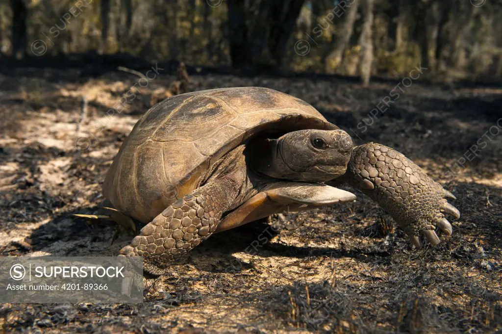 Florida Gopher Tortoise (Gopherus polyphemus) male in burned area, native to the southeastern United States