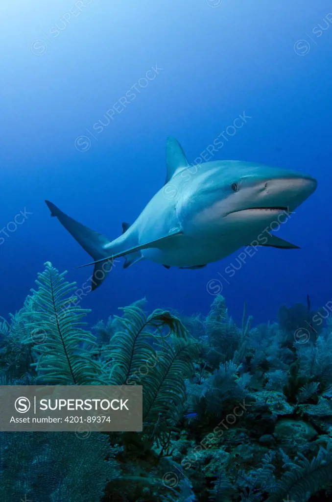 Caribbean Reef Shark (Carcharhinus perezii) swimming over coral reef, Jardines de la Reina National Park, Cuba