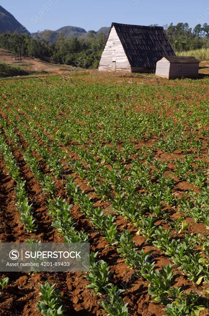 Tobacco (Nicotiana sp) field and shed, Vinales Valley, Sierra del Rosario, Pinar del Rio, Cuba
