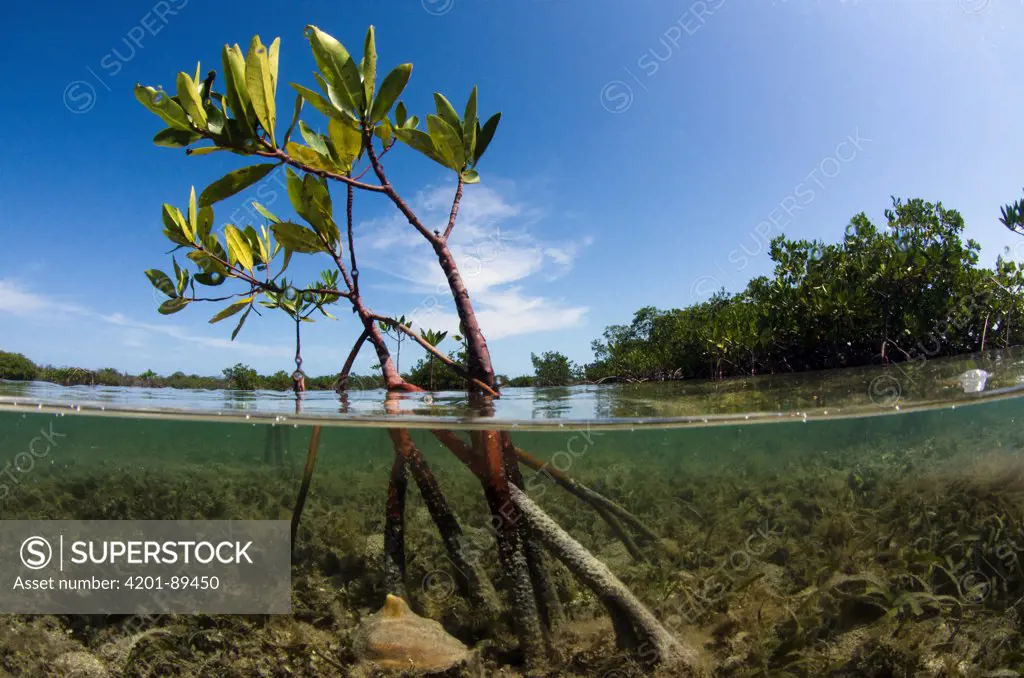 Red Mangrove (Rhizophora mangle) above and below water, Jardines de la Reina National Park, Cuba
