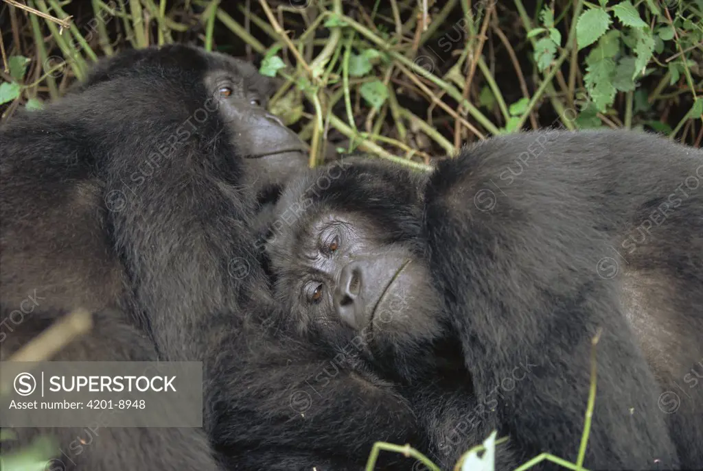 Mountain Gorilla (Gorilla gorilla beringei) pair resting together, central Africa