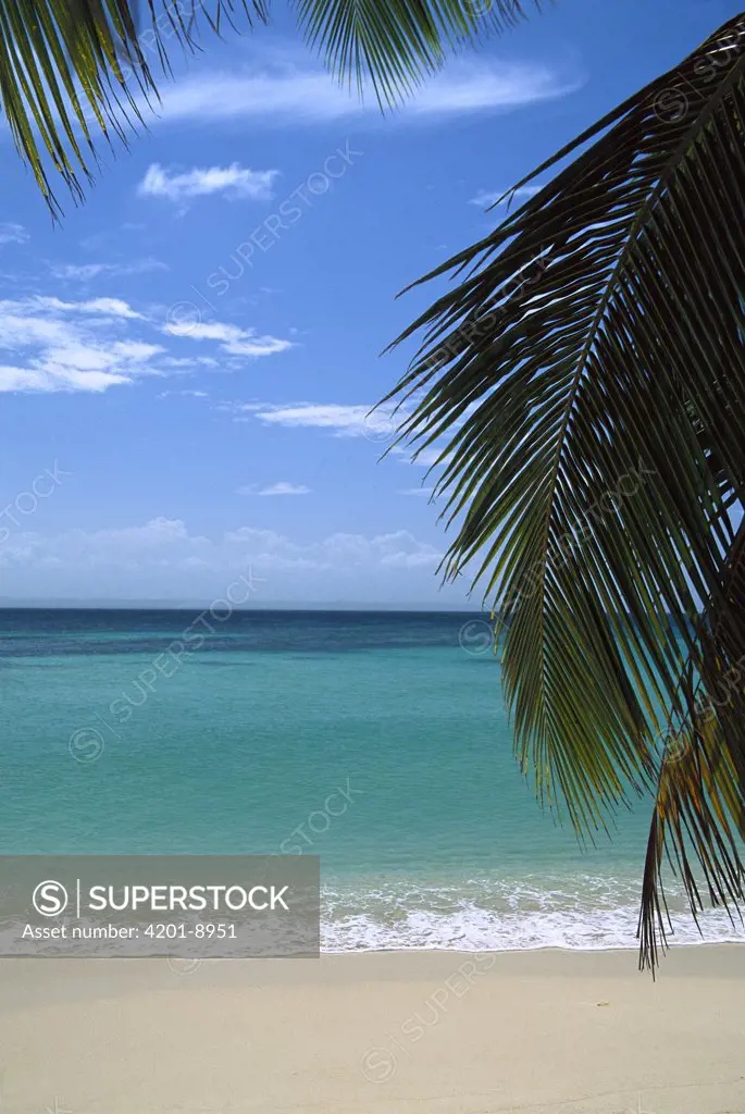 Palm fronds frame Bacardi Beach and lagoon, Cayo Levantado, Dominican Republic, Caribbean