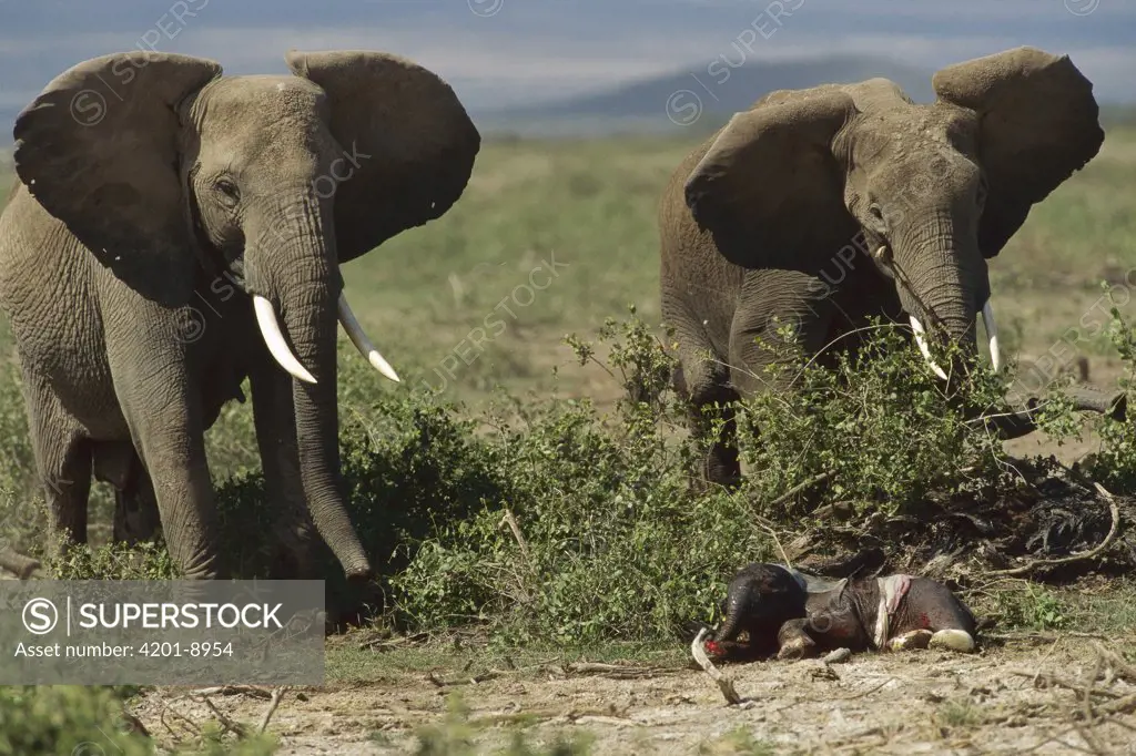 African Elephant (Loxodonta africana) pair with newborn calf, Amboseli National Park, Kenya