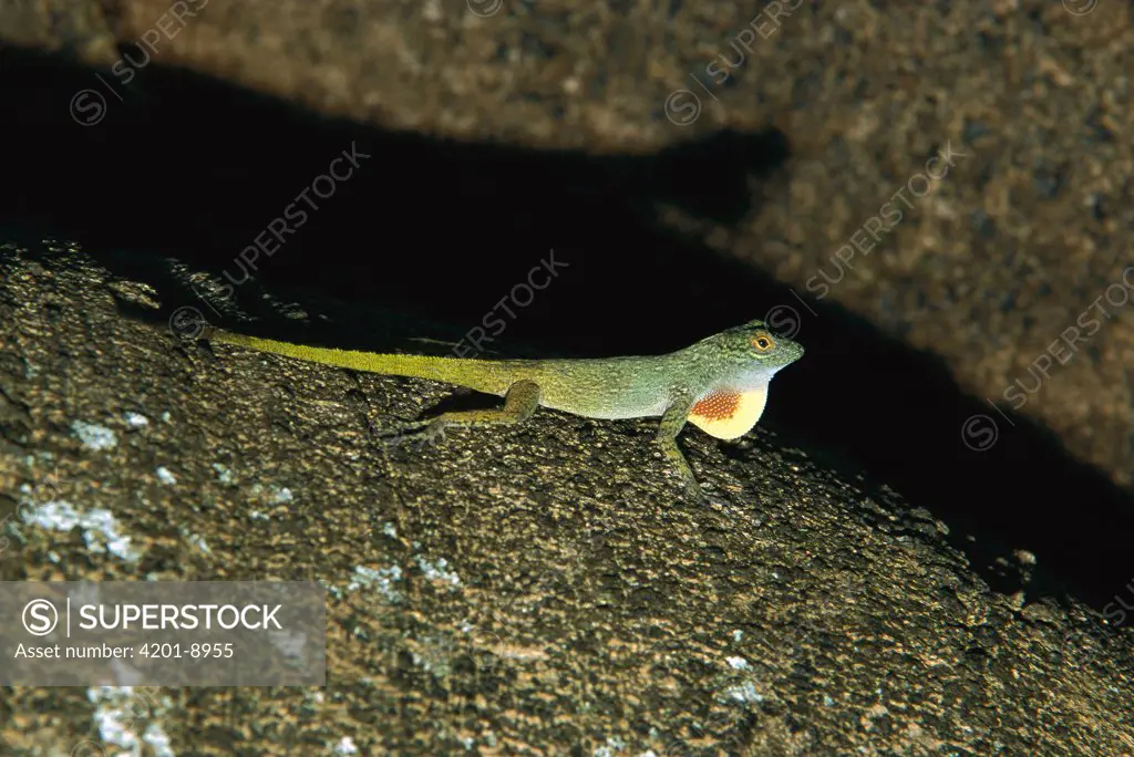Anolis Lizard (Anolis sp) displaying, Dominican Republic