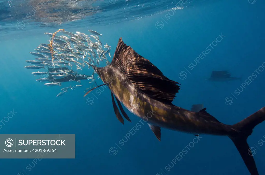 Atlantic Sailfish (Istiophorus albicans) hunting Round Sardinella (Sardinella aurita), Isla Mujeres, Mexico