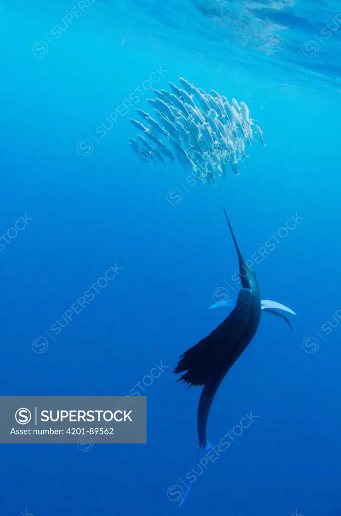 Atlantic Sailfish (Istiophorus albicans) hunting Round Sardinella (Sardinella aurita), Isla Mujeres, Mexico