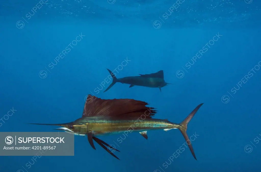 Atlantic Sailfish (Istiophorus albicans) pair, Isla Mujeres, Mexico
