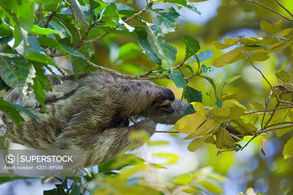 Brown-throated Three-toed Sloth (Bradypus variegatus) climbing in trees, Aviarios Sloth Sanctuary, Costa Rica