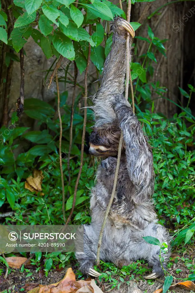 Brown-throated Three-toed Sloth (Bradypus variegatus) mother with newborn baby climbing down vines, Aviarios Sloth Sanctuary, Costa Rica
