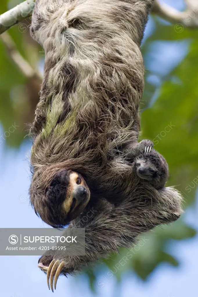 Brown-throated Three-toed Sloth (Bradypus variegatus) mother and newborn baby hanging from tree, Aviarios Sloth Sanctuary, Costa Rica, Digitally removed branch from background