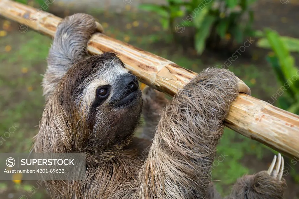 Brown-throated Three-toed Sloth (Bradypus variegatus) six month old orphaned baby climbing on jungle-gym, Aviarios Sloth Sanctuary, Costa Rica