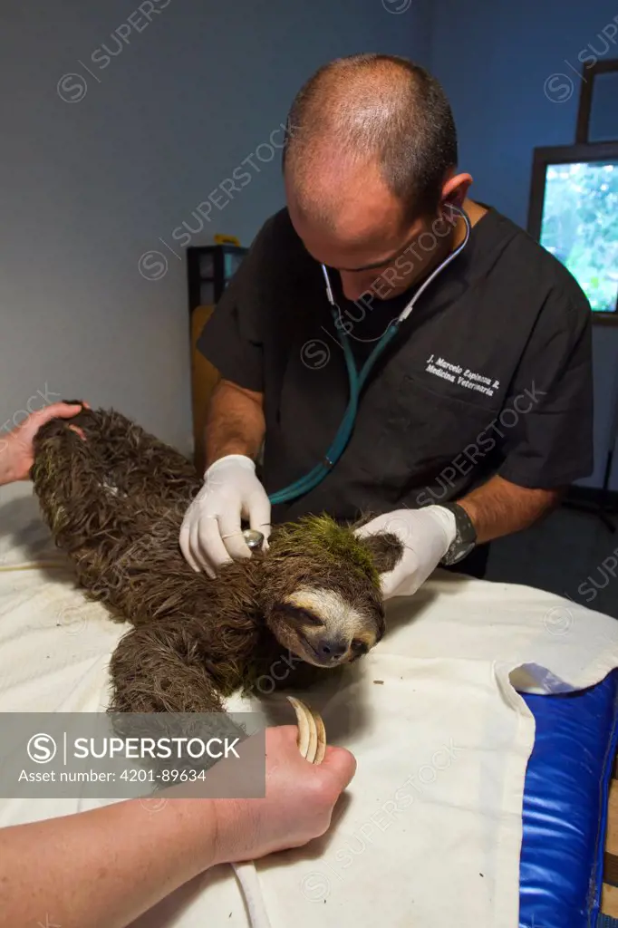 Brown-throated Three-toed Sloth (Bradypus variegatus) female being examined, Aviarios Sloth Sanctuary, Costa Rica