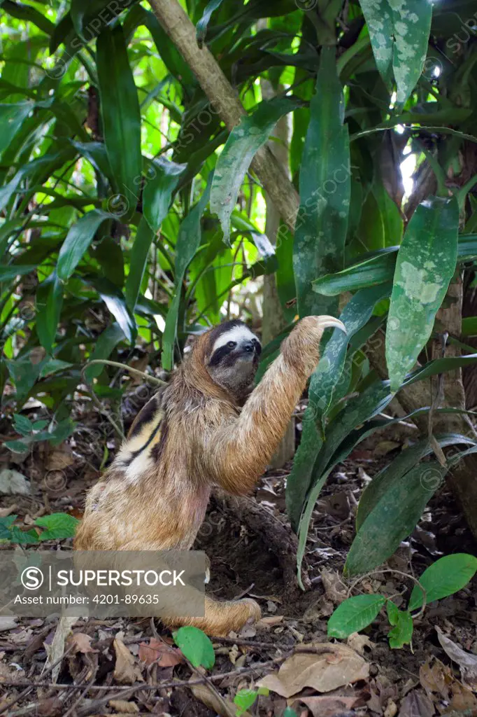 Brown-throated Three-toed Sloth (Bradypus variegatus) male defecating on ground, Aviarios Sloth Sanctuary, Costa Rica